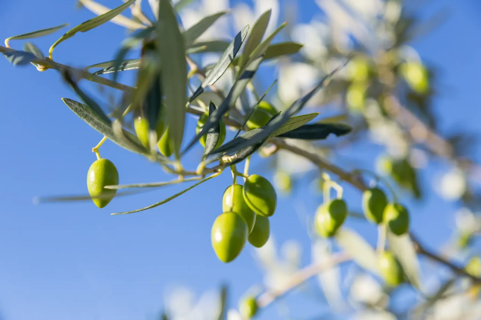aceitunas variedad hojiblanca