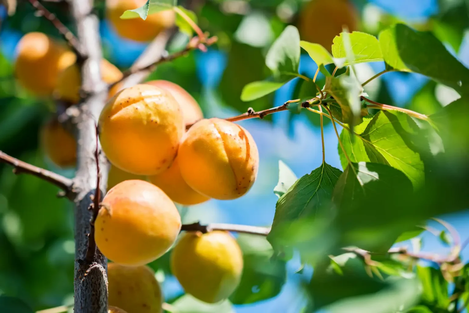 albaricoques en árbol