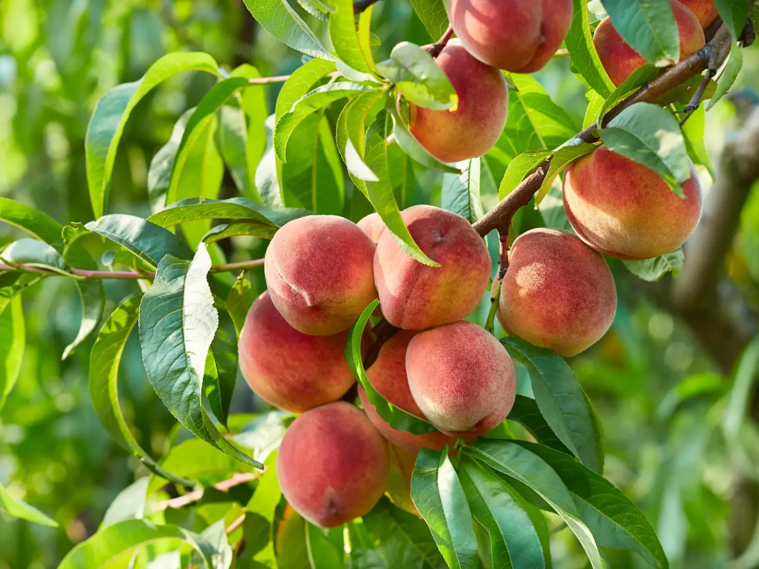melocotones en árbol