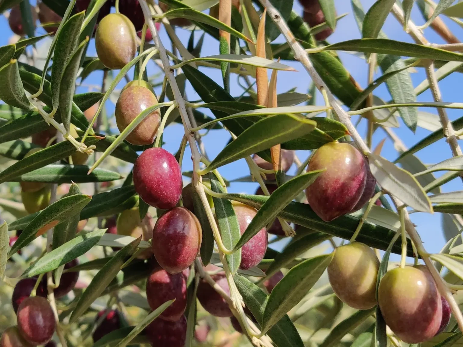 olivo variedad picual