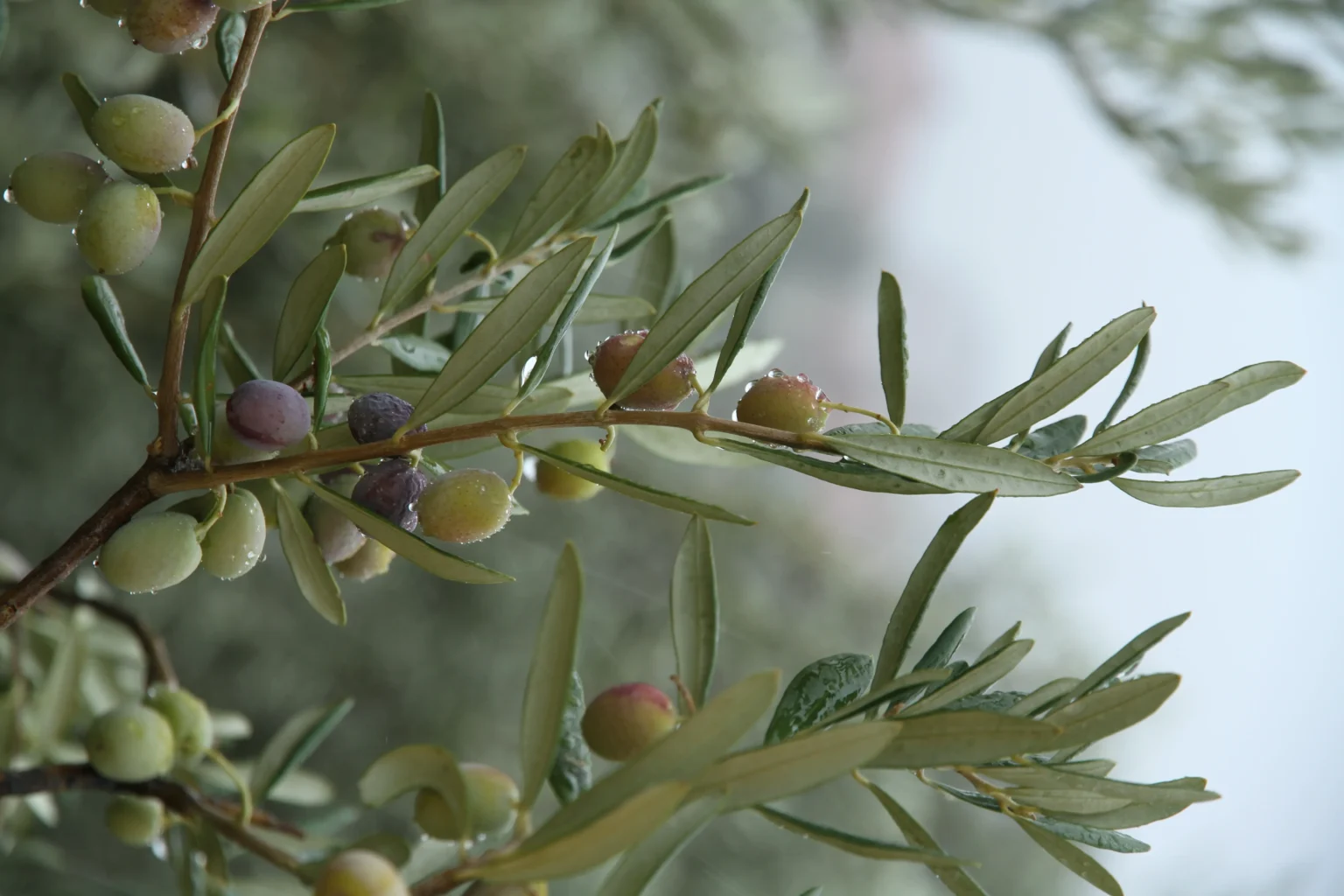 ramo aceitunas